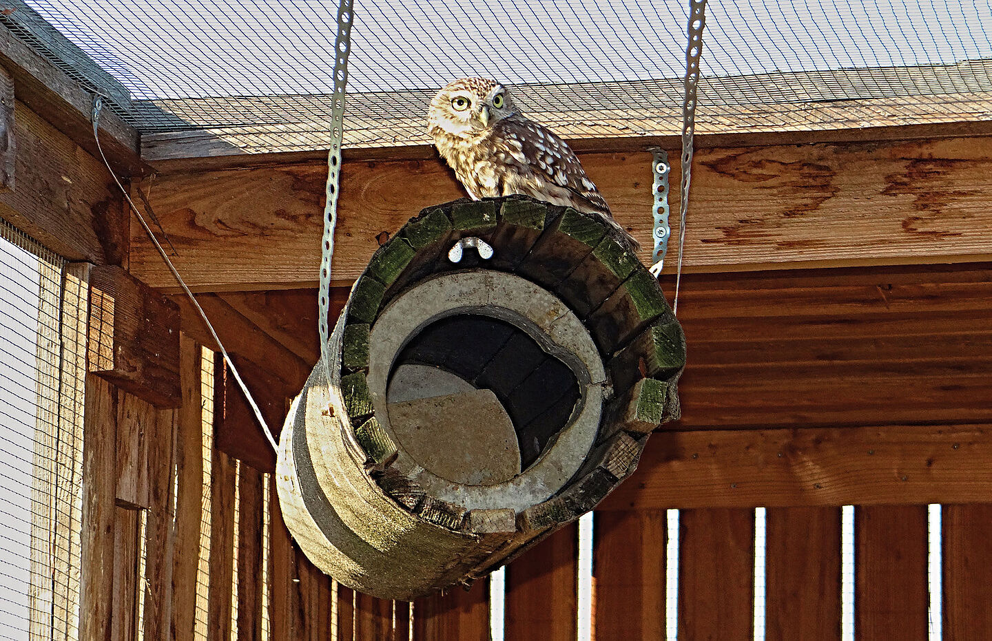 11. September 2015 das erste Steinkauz-Brutpaar bezieht die Voliere am Südplatz