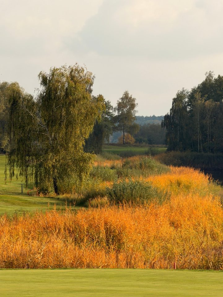 🍂 Seddin in seinen schönsten Herbstfarben.⁠ ⁠ Goldene Gräser, bunt gefärbte Bäume und die letzten warmen…